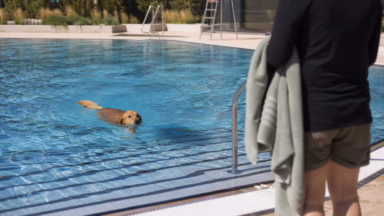 Un chien nage dans un bassin municipal sous la surveillance de son propriétaire, pendant une séance canine encadrée.