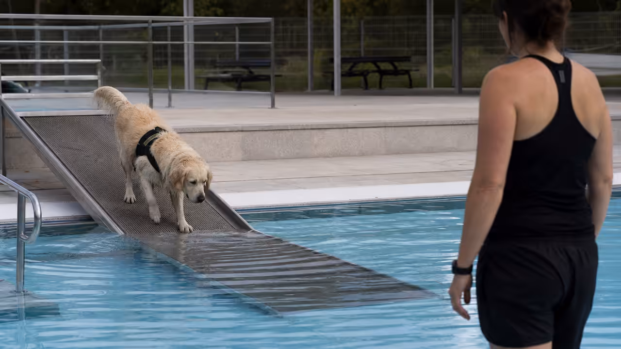 Un chien entre prudemment dans un bassin extérieur par une rampe, sous la surveillance de son maître.
