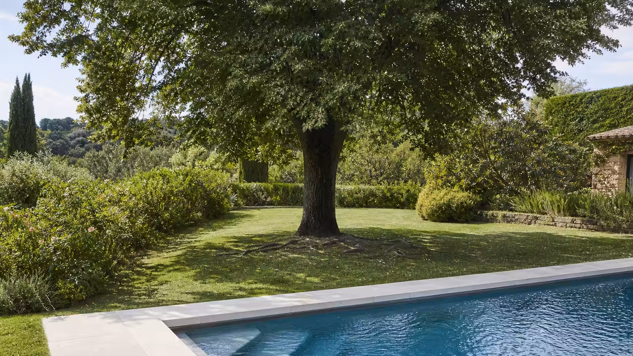 Grand arbre feuillu planté à quelques mètres d'une piscine dans un jardin, avec des racines visibles affleurant le sol