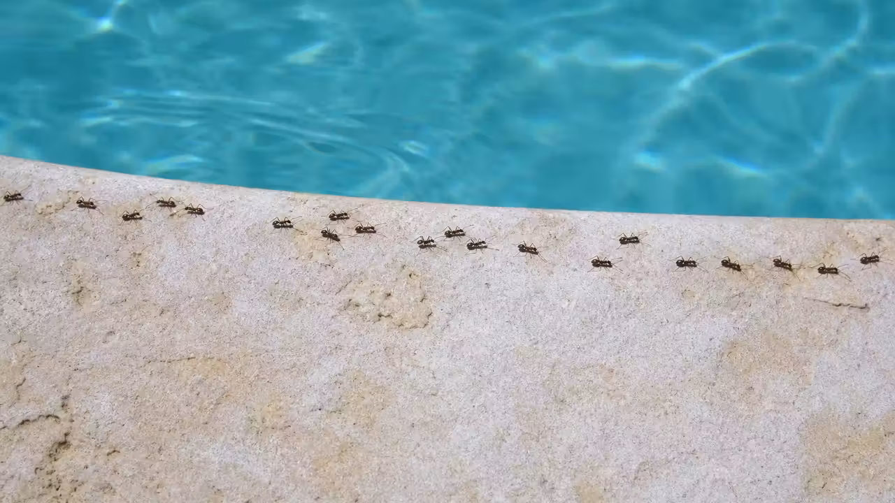 File de fourmis progressant sur une margelle de piscine claire près de la ligne d'eau turquoise