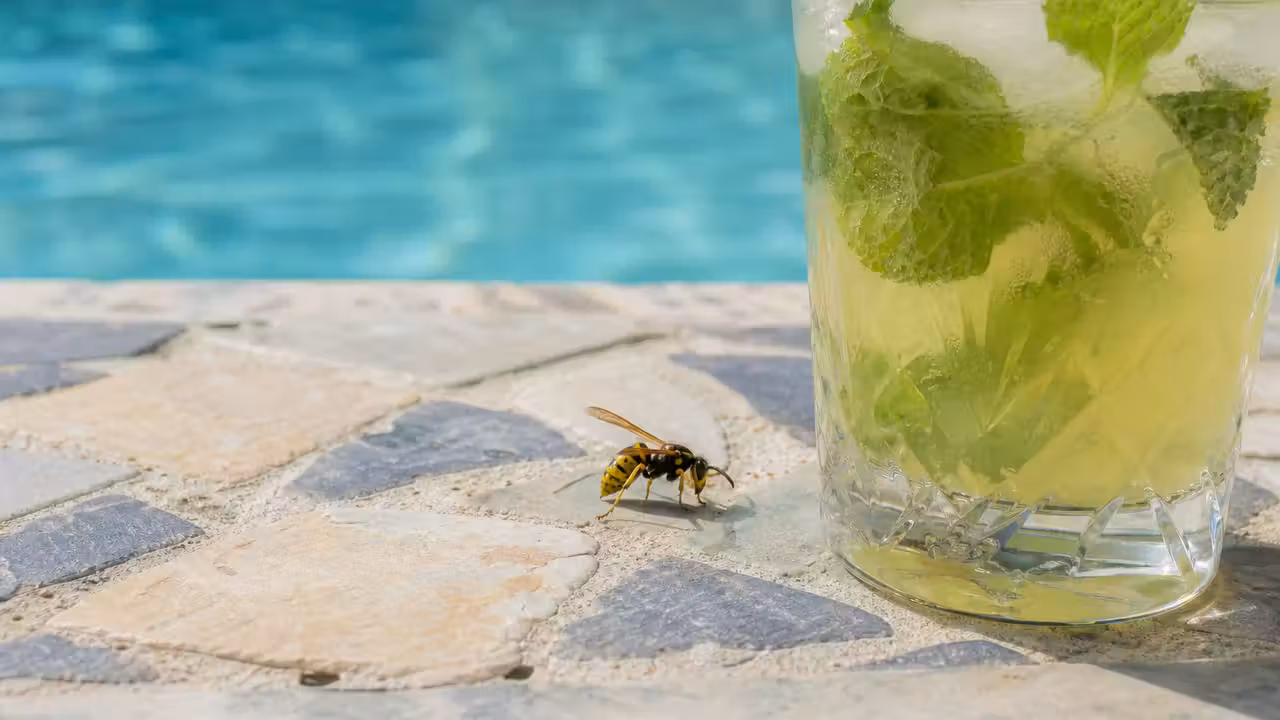 Guêpe posée sur le bord carrelé d'une piscine près d'un verre de boisson, eau turquoise en arrière-plan