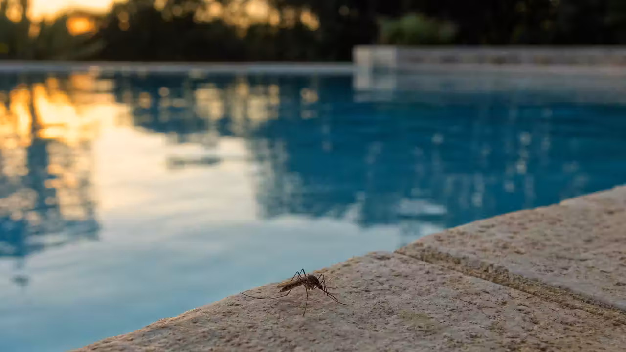Surface d'une piscine avec un moustique posé près du bord, eau turquoise calme en arrière-plan