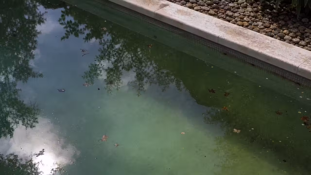 Eau de piscine légèrement verdâtre et trouble avec des feuilles flottant à la surface près du bord