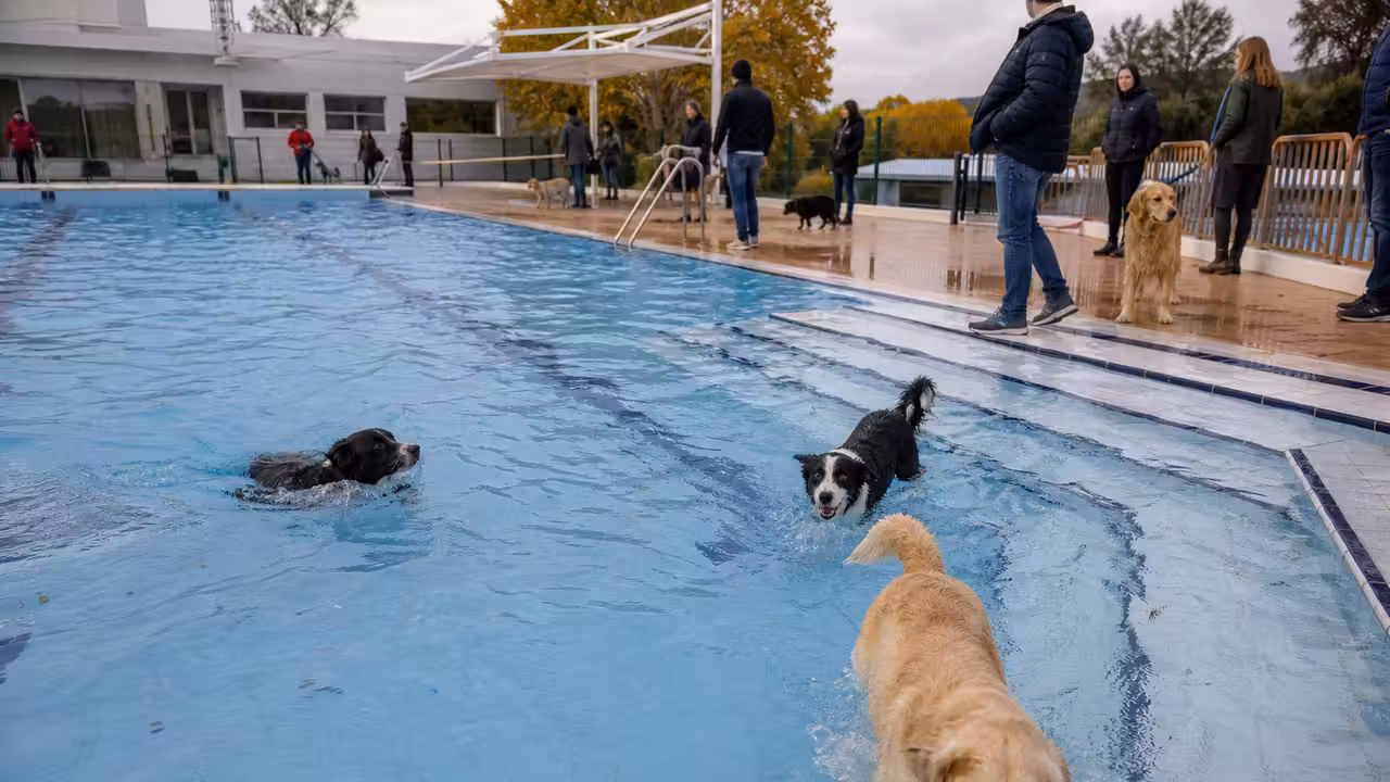 Plusieurs chiens accompagnés de leurs maîtres sur les plages d’une piscine municipale avant l’hivernage